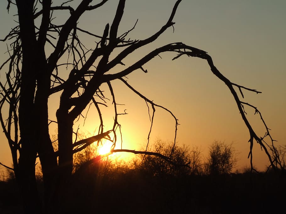 silueta, posta de sol, arbre, mort, naturalesa, posta de sol, arbre, reserva, branques, arbust veld, vespre, paisatge, cel, a l'aire lliure, retroil·luminat, escenics, bellesa a la natura, planta, tranquil·litat, sol, escena tranquil·la, escenics - natura, llum solar, color taronja, cap gent, branca, creixement, escena no urbana, terra, flare de la lent, brillant, streaming, 2K