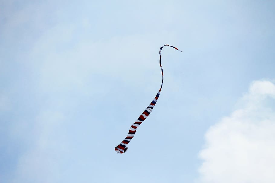 cometa, volant, vent, jugant, cel, blau, volar, cometa volant, vista d’angle baix, núvol - cel, dia, naturalesa, cap gent, animals a la natura, fauna animal, a l'aire lliure, temes d'animals, animal, a l'aire, espectacle aeri, vertebrats, en moviment, ocell, assolellat, viatjar, 4K