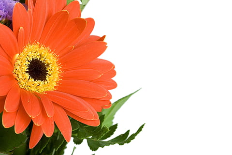 fons, bonic, florir, tancar, primer pla, color, colorit, decoratiu, detall, detalls, flora, flor, flors, pètal, pètals, pol·len, vermell, primavera, color taronja, cap de flor, planta, naturalesa, planta amb flors, frescor, vulnerabilitat, fragilitat, inflorescència, bellesa a la natura, creixement, còpia espai, tir de l'estudi, fons blanc, margarida, gerbera daisy, cap gent, a l'aire lliure, 2K, CC0, domini públic, lliure de regalies