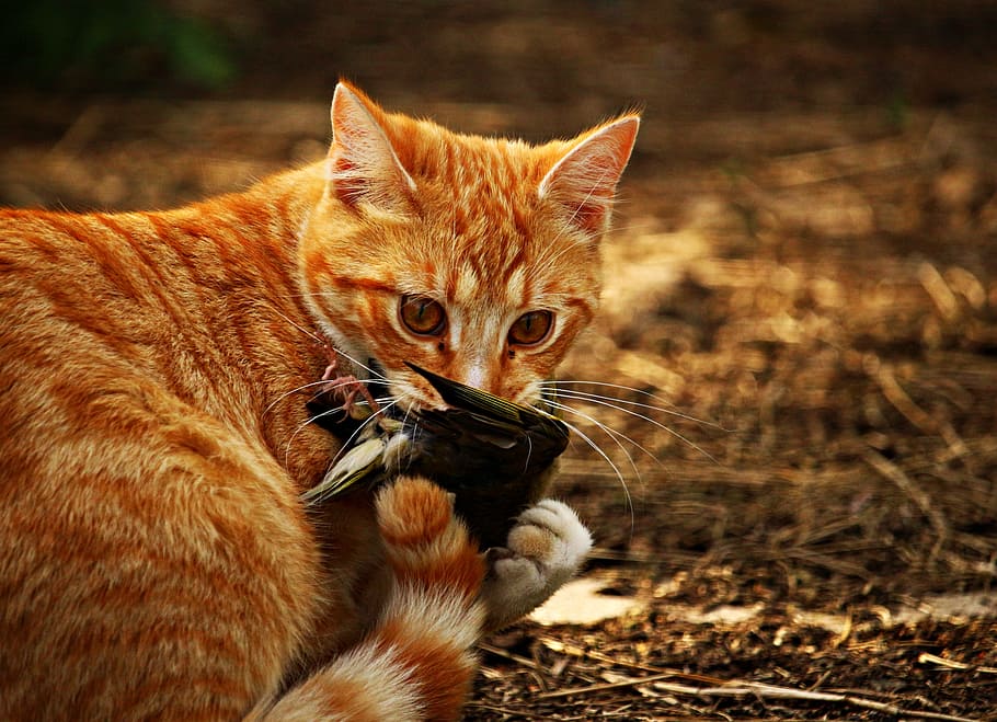 gat, gatet, ocell, presa, tabby de verat vermell, gat vermell, gat de tigre, gat domèstic, gat jove, mamífer, mascotes, nacional, felí, un animal, animals domèstics, cap gent, centrar-se en primer pla, primer pla, retrat, naturalesa, vertebrats, gat de gingebre, dia, a l'aire lliure, bigotis, 4K