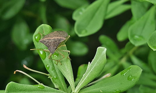 insetto, cimice, insetto marrone, insetto volante, puzza, puzzolente, avvicinamento, Marrone, fogliame, natura, pianta, entomologia, artropodi, euschistus obscurus, temi animali, animale, fauna selvatica, un animale, parte vegetale, foglia, invertebrato, nessuno, animali allo stato selvatico, colore verde, bellezza nella natura, all'aperto, acqua, terra, macro, crescita, foresta pluviale, 1080P, CC0, dominio pubblico, privo di copyright