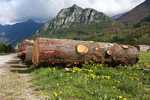 troncs, arbres, tronc de l'arbre, escorça, fusta, planta, naturalesa, muntanya, Serra, a l'aire lliure, dia, neu, cap gent, cel, herba, arbre, material de fusta, terra, registre, desforestació, camp, paisatge, núvol - cel, escenics - natura, 5K, CC0, domini públic, lliure de regalies