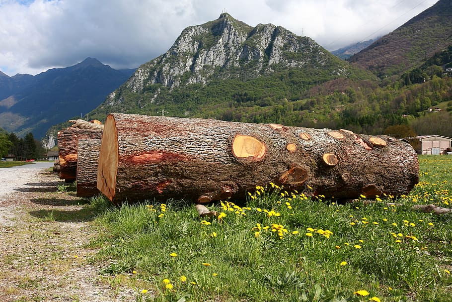 troncs, arbres, tronc de l'arbre, escorça, fusta, planta, naturalesa, muntanya, Serra, a l'aire lliure, dia, neu, cap gent, cel, herba, arbre, material de fusta, terra, registre, desforestació, camp, paisatge, núvol - cel, escenics - natura, 5K