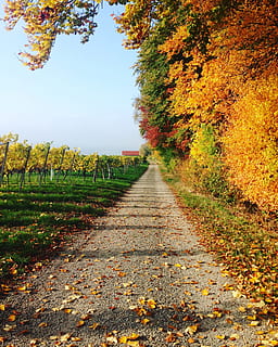 alberi accanto al sentiero, pista, sentiero, alberi, autunno, sentiero d'escursionismo, natura, all'aperto, le foglie, ottobre, scenario, fogliame, pianta, albero, la strada davanti, direzione, modificare, bellezza nella natura, foglia, crescita, parte vegetale, la tranquillità, prospettiva decrescente, giorno, cielo, nessuno, colore arancione, scena tranquilla, collezione autunnale, 2K, CC0, dominio pubblico, privo di copyright