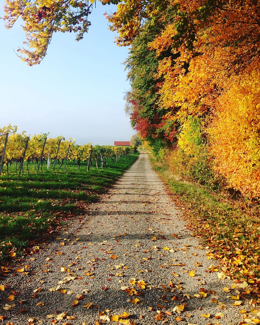 alberi accanto al sentiero, pista, sentiero, alberi, autunno, sentiero d'escursionismo, natura, all'aperto, le foglie, ottobre, scenario, fogliame, pianta, albero, la strada davanti, direzione, modificare, bellezza nella natura, foglia, crescita, parte vegetale, la tranquillità, prospettiva decrescente, giorno, cielo, nessuno, colore arancione, scena tranquilla, collezione autunnale, 2K