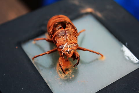 insetto, cicala, conchiglia di cicala, un animale, avvicinamento, invertebrato, fauna selvatica, aracnide, nessuno, artropodo, concentrarsi sulle conoscenze acquisite, animali allo stato selvatico, messa a fuoco selettiva, in casa, giorno, vista dall'alto, parte del corpo animale, ragno, 5K, CC0, dominio pubblico, privo di copyright