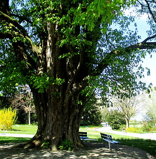 bomen, kastanjeboom, logboek, oude boom, bloemplätter, groen, meerpark, parkbanken, manier, Romanshorn, bodenmeer, Zwitserland, boom, fabriek, park, natuur, groei, groene kleur, park - door de mens gemaakte ruimte, romp, geen mensen, boomstam, buitenshuis, dag, schoonheid in de natuur, zonlicht, land-, gras, kalmte, water, tuin-, 2K, CC0, publiek domein, royaltyvrij