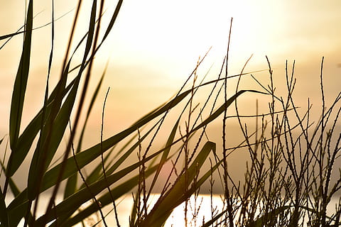 solnedgang, humør, sol, baglygte, kyst, landskab, græsser, Frankrig, skyer, romantisk stemning, hav, plante, himmel, skønhed i naturen, vækst, natur, græs, scenics - natur, tæt på, ingen mennesker, ro, landbrug, silhuet, afgrøde, fokus på forgrunden, ikke-urbane scene, korn plante, landlige scene, rolig scene, udendørs, græsblad, 5K, CC0, offentligt domæne, royaltyfrie