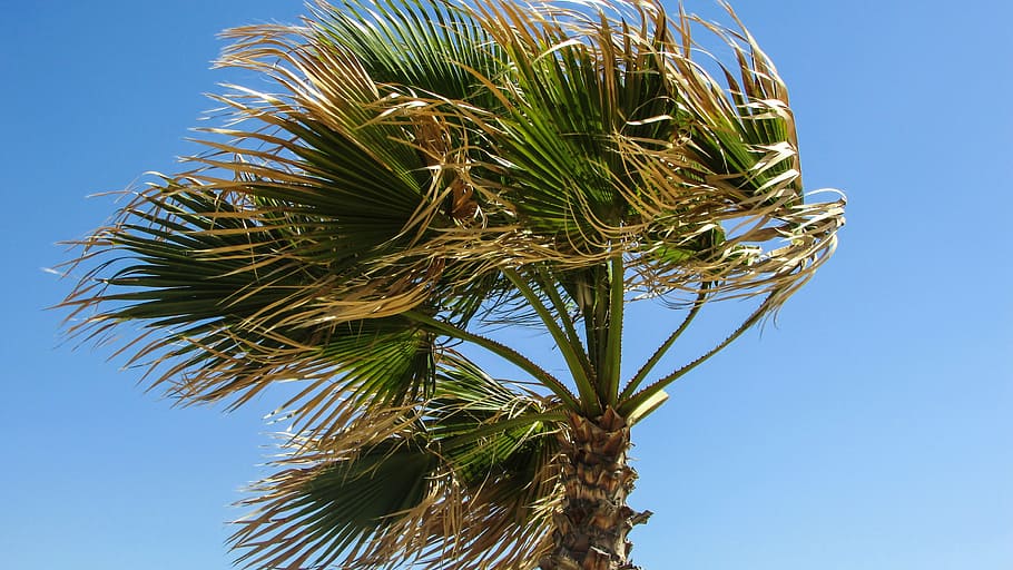 Palmera, vent, cel, Ventós, planta, cel clar, vista d’angle baix, creixement, blau, clima tropical, full, naturalesa, arbre, dia, cap gent, fulla de palma, color verd, palmera datilera, a l'aire lliure, bellesa a la natura, part de la planta, llum solar, arbre tropical, directament a sota, 4K