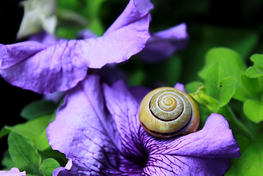 snegl, skal, mollusk, tæt, langsomt, snegl shell, krybdyr, kravle, dyr, gul, have, blad, blomst, grøn, sommer, lilla, blomstre, flor, natur, dyreliv, havsnegle, hvirvelløse, tæt på, plante, dyre temaer, dyreskal, plante del, skønhed i naturen, blomstrende plante, skrøbelighed, spiralformet, 4K
