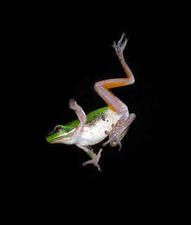 Grün, Weiß, Frosch, Laubfrosch, springen, fallen, Bewegung, Tierwelt, klein, Nahansicht, Nacht-, Fenster, Queensland, Australien, schwarzer Hintergrund, Tier, ein Tier, Studioaufnahme, Tierthemen, Tiere in freier Wildbahn, kopieren sie platz, keine Leute, drinnen, Wirbeltier, Eidechse, ausgeschnitten, Reptil, in voller Länge, grüne Farbe, Tierkörperteil, Gecko, 1080P, CC0, gemeinfrei, lizenzfrei