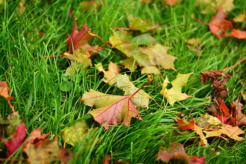 verde, rosso, acero, le foglie, erba, avvicinamento, fotografia, foglie d'autunno, foglie d'acero, fogliame autunnale, autunno, colore di caduta, motivo autunnale, colori autunnali, prato, foglie colorate, pianta, foglia, parte vegetale, colore verde, terra, campo, crescita, natura, giorno, nessuno, modificare, bellezza nella natura, messa a fuoco selettiva, caduta, asciutto, vista dall'alto, all'aperto, foglia di acero, condizione naturale, 5K, CC0, dominio pubblico, privo di copyright