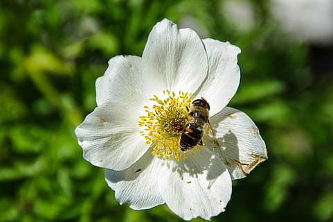 Flor, abelha, Primavera, inseto, perto, planta com flores, animais em estado selvagem, animais selvagens, invertebrado, temas animais, animal, beleza na natureza, plantar, pétala, fragilidade, cabeça de flor, frescura, um animal, crescimento, vulnerabilidade, fechar-se, cor branca, pólen, polinização, ninguém, ao ar livre, bumblebee, 2K, CC0, domínio público, royalty free