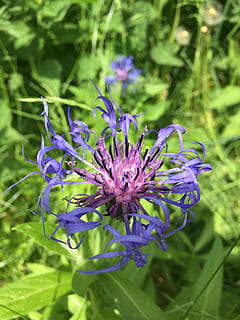 kornblomst, blomst, sommer, midsommer, natur, lilla, plante, tæt på, blomstrende plante, skrøbelighed, sårbarhed, friskhed, skønhed i naturen, kronblad, vækst, blomsterhoved, blomsterstand, fokus på forgrunden, ingen mennesker, dag, grøn farve, udendørs, jord, 2K, CC0, offentligt domæne, royaltyfrie