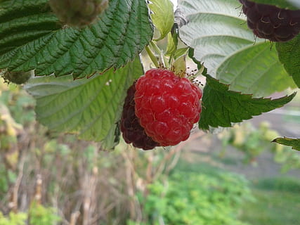 frambuesa, hoja, jardín, Fruta, parte de la planta, alimentación saludable, crecimiento, comida y bebida, comida, frescura, fruta de baya, rojo, planta, de cerca, color verde, naturaleza, centrarse en primer plano, día, bienestar, árbol, nadie, belleza en la naturaleza, maduro, al aire libre, 2K, CC0, dominio público, libre de derechos