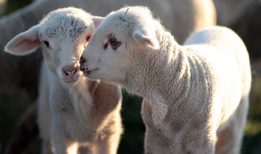 lam, flok, par, Spille, kæledyr, flokken, to, dyre temaer, hvid farve, dag, samvær, ingen mennesker, husdyr, gruppe af dyr, pattedyr, dyr, to dyr, får, ungt dyr, indenlandske, fokus på forgrunden, hvirveldyr, uld, tæt på, natur, dyre familie, planteædende, 2K