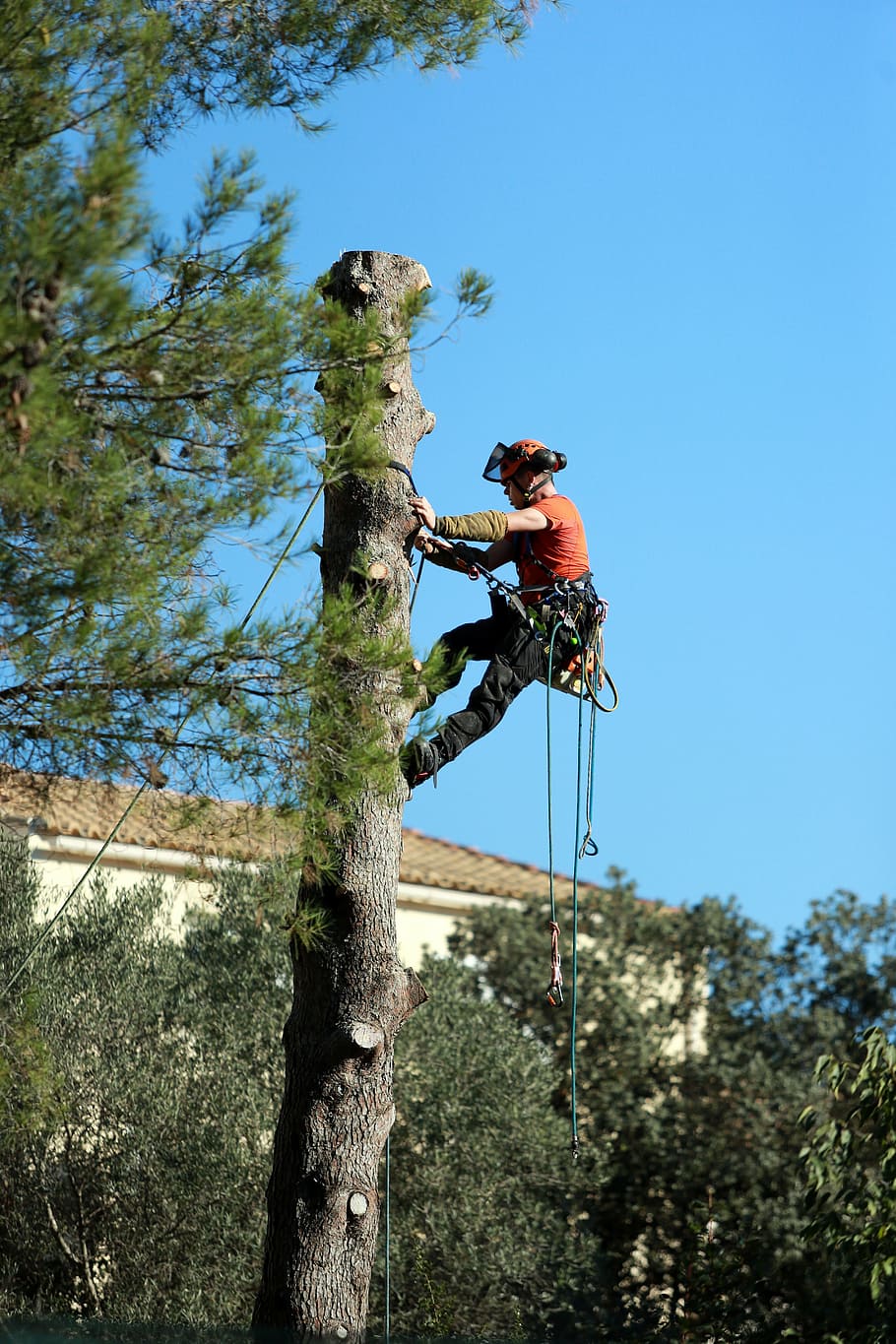 persona, escalada, arbre, durant el dia, treballar, retallada d'arbres, tassa, limbing, planta, naturalesa, dia, cel, vista d’angle baix, animals a la natura, fauna animal, tronc, tronc de l'arbre, a l'aire lliure, animal, cel clar, temes d'animals, blau, branca, creixement, longitud completa, cap gent, vertebrats, 5K