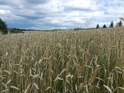 cornfield, air, clouds, cloud - sky, field, sky, land, plant, landscape, tranquility, growth, tranquil scene, agriculture, crop, environment, beauty in nature, scenics - nature, rural scene, cereal plant, nature, farm, day, no people, outdoors, stalk, plantation, 2K, CC0, public domain, royalty free