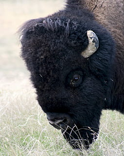 bison, bøffel, amerikansk, hoved, dyr, pattedyr, prærie, græsarealer, ikon, horn, pels, Brun, sund og rask, græsning, et dyr, dyreliv, dyr i naturen, natur, dyre temaer, amerikansk bison, plante, græs, Mark, dag, tæt på, hvirveldyr, sort farve, ingen mennesker, jord, udendørs, dyr kropsdel, dyr hoved, husdyr, planteædende, 2K, CC0, offentligt domæne, royaltyfrie