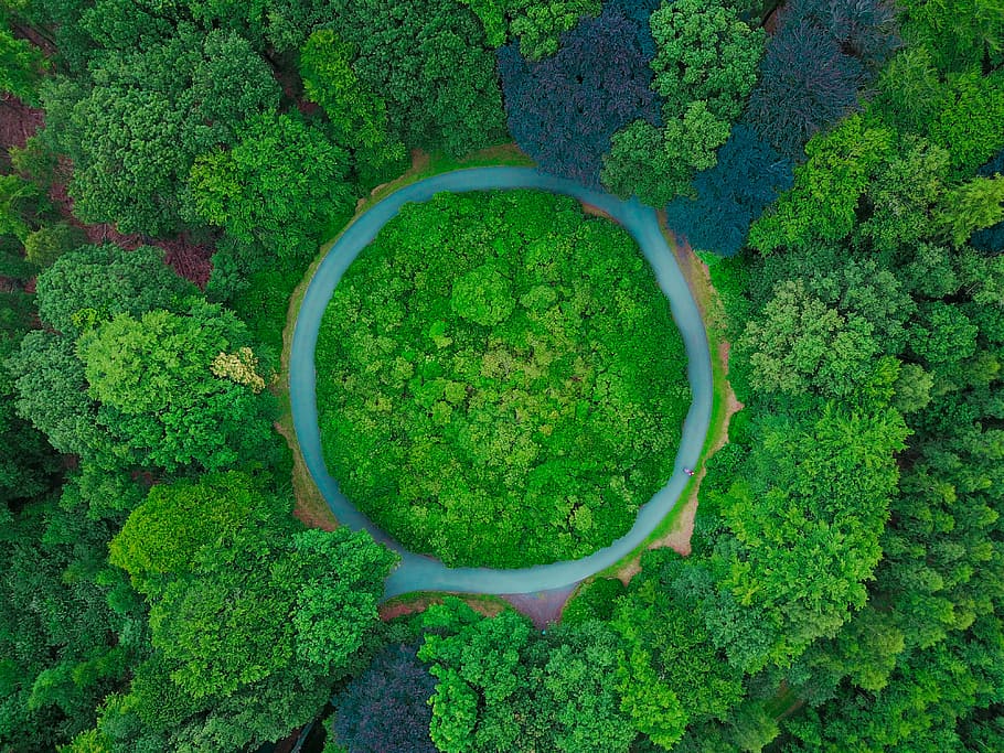 aèria, fotografia, alt, verd, arbres, durant el dia, vista, camp d’arbres, cercle, circular, fulles, vista superior, drone, rotonda, bosc, carretera, arbre, color verd, planta, creixement, naturalesa, cap gent, vista d’angle alt, bellesa a la natura, directament a sobre, forma, dia, fullatge, jardí formal, exuberant fullatge, forma geomètrica, vista aèria, jardí, tranquil·litat, marc complet, a l'aire lliure, cobertura, 4K