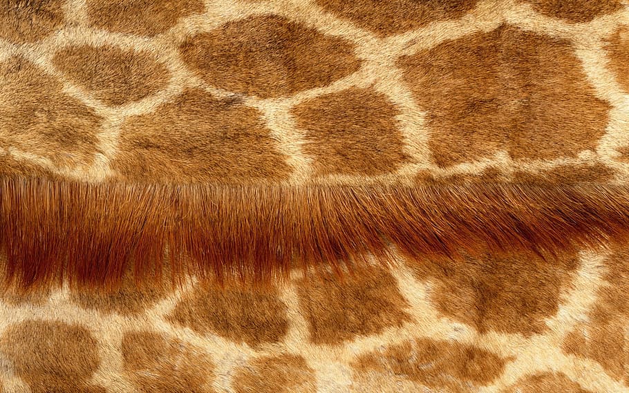 girafa, pell, gra, mamífer, pèl d’animals, animal, temes d'animals, cap gent, fons, marc complet, marró, pell d’animals, un animal, patró, primer pla, gat, felí, animals domèstics, nacional, textura, mascotes, part del cos dels animals, cabell, bigotis, 1080P