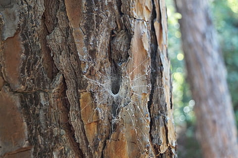aranya, arbre, net, tronc de l'arbre, tronc, primer pla, planta, centrar-se en primer pla, material de fusta, dia, textura, naturalesa, cap gent, a l'aire lliure, aspre, marró, escorça de la planta, terra, marc complet, bosc, fons, patró natural, escorça, efecte texturat, condició natural, arbre de coníferes, selva tropical, 1080P, CC0, domini públic, lliure de regalies