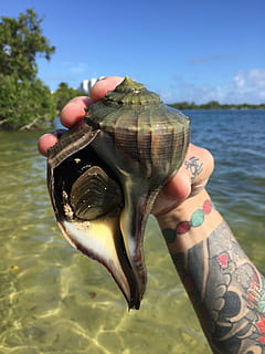 shells, beach, sand, one person, holding, real people, sea, water, human hand, hand, animal wildlife, nature, human body part, unrecognizable person, shell, day, focus on foreground, animal, lifestyles, close-up, animal shell, animals in the wild, outdoors, finger, catch of fish, marine, 2K, CC0, public domain, royalty free