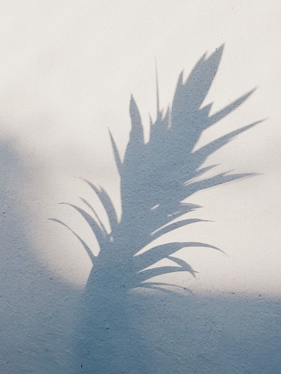 Schatten der Pflanze, linear, blätterte, Pflanzenschatten, Weiß, Wand, Schatten, Textur, Fußboden, Ananas, Marrakesch, Palme, Pflanze, Licht, Marokko, minimal, minimalistisch, Sommer-, Einfachheit, Natur, Sonnenlicht, Fokus auf Schatten, Tag, keine Leute, Wandbau - Funktion, Blatt, Pflanzenteil, Land, Wachstum, Sand, draußen, High Angle View, Kreativität, Schönheit in der Natur, weiße Farbe, Vollbild, 2K