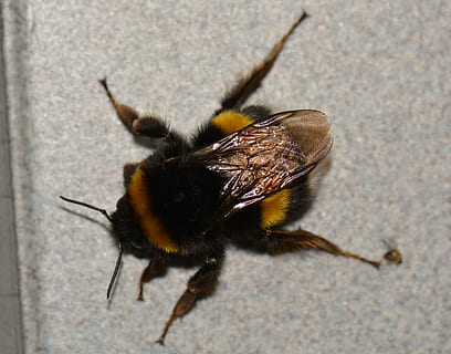 bombo, insetto, animale, invertebrato, un animale, fauna selvatica, animali allo stato selvatico, ape, avvicinamento, nessuno, natura, giorno, all'aperto, lunghezza intera, ala animale, parte del corpo animale, vista dall'alto, macro, giallo, 4K, CC0, dominio pubblico, privo di copyright