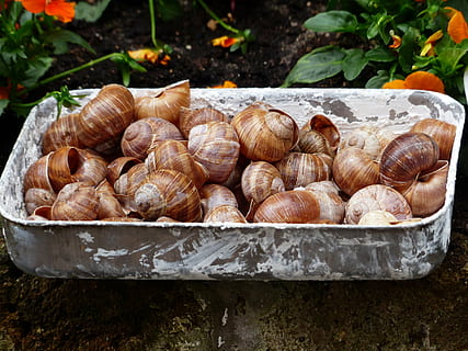 escargotai, sraigės, rinkimas, kriauklės, helix pomatia, sausumos sraigė, apvalkalas, maisto, moliuskas, pobūdį, sraigė, gyvūnų lukštais, Maistas ir gėrimai, šviežumas, Iš arti, nėra žmonių, dieną, gerovę, natiurmortas, sutelkti dėmesį į naujas žinias, jūros gėrybės, aukšto kampo vaizdas, gyvūnas, sveika mityba, gyvūnų gyvūnija, didelė objektų grupė, konteineris, grupę, lauke, gyvūnų temos, 4K, CC0, Viešasis domenas, nemokamai