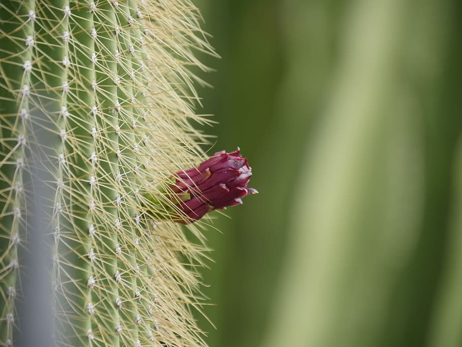 cactus, verd, vermell, planta, creixement, color verd, primer pla, bellesa a la natura, dia, naturalesa, flor, fragilitat, cap gent, vulnerabilitat, planta amb flors, enfocament selectiu, animals a la natura, centrar-se en primer pla, frescor, fauna animal, insecte, a l'aire lliure, invertebrat, cap de flor, 2K