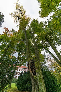 tree, high, large, perspective, deciduous tree, wide angle, plant, architecture, growth, built structure, building exterior, green color, tree trunk, low angle view, trunk, sky, building, day, nature, house, no people, outdoors, beauty in nature, residential district, branch, 5K, CC0, public domain, royalty free