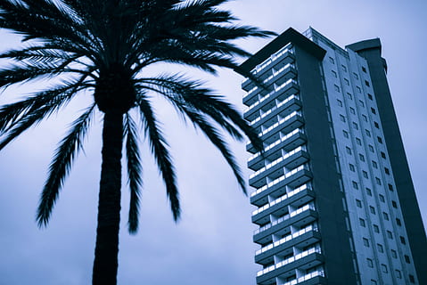pine tree, across, high, rise building, tree, palm tree, building, sky scraper, architecture, tropical climate, building exterior, built structure, sky, modern, city, office building exterior, low angle view, nature, skyscraper, date palm tree, tall - high, outdoors, no people, office, tropical tree, palm leaf, apartment, coconut palm tree, 2K, CC0, public domain, royalty free