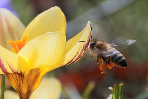 Biene, Nektar, fliegen, Nahrungssuche, Vorbote des Frühlings, Biene im Anflug, Insekt, Krokus, frühlingsanfang, blühen, Pollen sammeln, Natur, Tierthemen, Tier, ein Tier, Tierwelt, blühende Pflanze, Blume, Tiere in freier Wildbahn, wirbellos, Nahansicht, Zerbrechlichkeit, Pflanze, Blütenblatt, Frische, Schönheit in der Natur, Blütenkopf, Verletzlichkeit, Wachstum, Bestäubung, keine Leute, draußen, Pollen, 2K, CC0, gemeinfrei, lizenzfrei