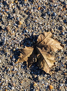 Blatt, Sand, Schatten, Venusmuscheln, Licht, Herbst, Natur, Schönheit, Gelb, Blätter, abspielen, Traum, Pflanzenteil, trocken, High Angle View, keine Leute, Veränderung, Tag, Land, Feld, Sonnenlicht, draußen, Nahansicht, Zerbrechlichkeit, fallen, Vollbild, Verletzlichkeit, Hintergründe, Ahornblatt, natürlicher Zustand, 1080P, CC0, gemeinfrei, lizenzfrei