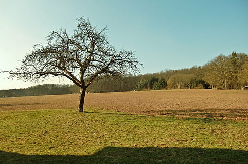drzewo, pole, słońce, niebo, krajobraz, orny, jesień, rolnictwo, pas ruchu, kolorowy, wylądować, Ziemia uprawna, z dala, łąka, pole rzepaku, niwa, Natura, wiejski, wioska, trawa, tło, indywidualnie, żniwa, wiejska droga, roślina, środowisko, spokój, spokojna scena, czyste Niebo, wzrost, scenics - natura, piękno natury, scena wiejska, żadnych ludzi, dzień, zielony kolor, na dworze, plantacja, 4K, CC0, domena publiczna, darmowe zdjęcia