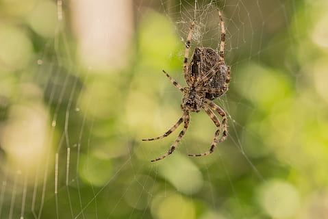 Spinne, Netzwerk, Spinnennetz, schließen, Natur, Insekt, Tier, Gartenkreuzspinne, Spinnenmakro, Spinnentier, Gliederfüßer, Zerbrechlichkeit, wirbellos, Nahansicht, Tierthemen, Tiere in freier Wildbahn, Tierwelt, Fokus auf den Vordergrund, Verletzlichkeit, ein Tier, Tag, Netz, keine Leute, Überleben, Komplexität, draußen, Tierbein, 2K, CC0, gemeinfrei, lizenzfrei