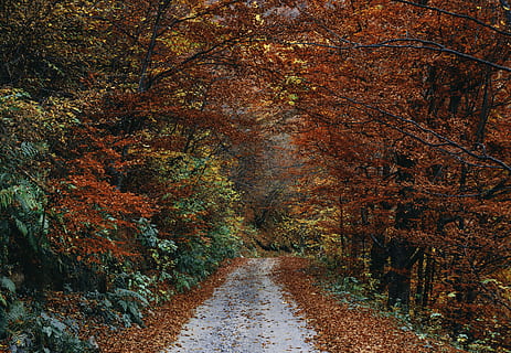 bruine bladbomen, weg, lang, bomen, bladeren, boom, blad, Bos, bos-, herfst, verandering, fabriek, schoonheid in de natuur, de weg vooruit, natuur, kalmte, Oranje kleur, richting, land-, rustige scène, scenics - natuur, geen mensen, groei, niet-stedelijke scène, dag, voetpad, buitenshuis, herfstcollectie, perspectief verminderen, vallen, 5K, CC0, publiek domein, royaltyvrij