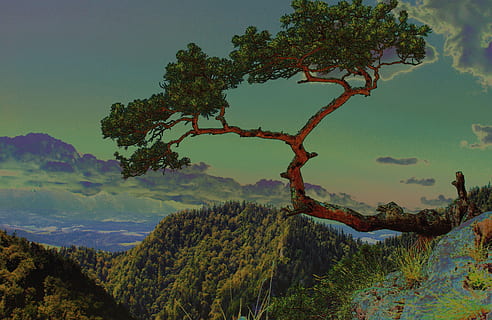 grøn, træer, hvid, Sky, blå, himmel maleri, hvid sky, blå himmel, maleri, træ, træ bjerg, fyrretræ, forvrænget lager, bjerge, Pieniny, styling, japansk, humør, figur, natur, bøjet træ, klipper, tech, landskab, Sokolica, scenics, udendørs, ingen mennesker, bjerg, plante, skønhed i naturen, ro, vækst, scenics - natur, rolig scene, himmel, ikke-urbane scene, grøn farve, sky - himmel, miljø, idyllisk, bjergkæde, dag, 4K, CC0, offentligt domæne, royaltyfrie