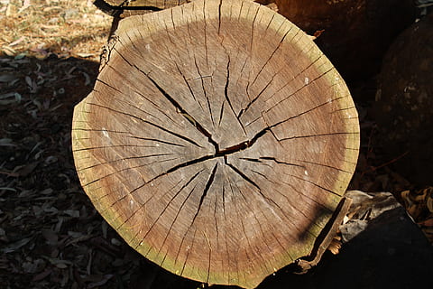 Baumstamm, braun, Holz, Kofferraum, Baum, Baumring, Kreuzung, Baumstumpf, Abholzung, Natur, Borke, Holz - Material, Nahansicht, texturiert, Bauholz, Tag, High Angle View, Log, keine Leute, Wald, natürliches Muster, direkt darüber, Muster, draußen, 5K, CC0, gemeinfrei, lizenzfrei