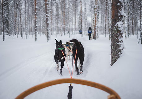 two, animals, carrying, carriage, snow, covered, field, dogs, pulling, sled, snow field, daytime, forest, dog, path, cold, winter, pull, work, hard, animal, running, walk, tree, trip, travel, europe, finnish, lapland, fast, cold temperature, canine, pets, domestic animals, mammal, domestic, animal themes, one animal, land, sled dog, vertebrate, nature, 4K, CC0, public domain, royalty free