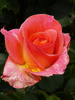 rose, red, thorns, raindrop, flowering plant, flower, petal, fragility, vulnerability, inflorescence, plant, flower head, beauty in nature, freshness, close-up, growth, rose - flower, nature, focus on foreground, pink color, no people, day, outdoors, softness, 2K, CC0, public domain, royalty free