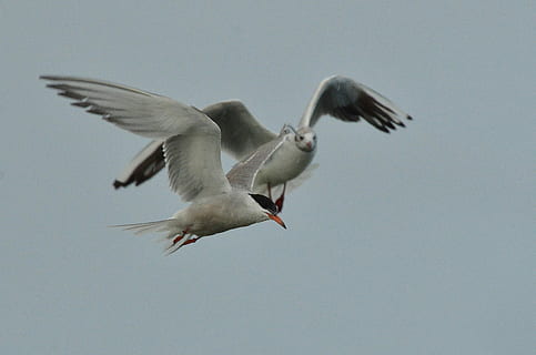 Vogel, Flussseeschwalbe, Möwe, weiß, fliege, Weiß, fliegen, Luft, Flügel, Meer, fliegend, Tierwelt, die Flügel ausbreiten, Tiere in freier Wildbahn, keine Leute, Tierthemen, Tier, Wirbeltier, Natur, Himmel, Bewegung, Flachwinkelansicht, Tag, Gruppe von Tieren, in der Luft, in voller Länge, draußen, flattern, 2K, CC0, gemeinfrei, lizenzfrei