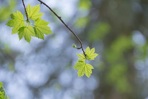 Maple Leaf, Forest, Sun, Sun, Light, maple, forest, sun, light, sunshine, leaf, green, needle leaf maple, spring, late summer, growth, nature, green color, beauty in nature, focus on foreground, plant, plant part, close-up, vulnerability, fragility, freshness, flower, flowering plant, day, no people, tree, outdoors, petal, tranquility, flower head, 4K, CC0, public domain, royalty free