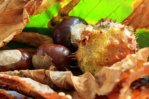 castanya, buckeye, shell, agulla, estimular, espinós, full, fulles, verd, marró, groc, menjar i beguda, menjar, primer pla, part de la planta, alimentació saludable, frescor, cap gent, nou, enfocament selectiu, benestar, naturalesa, nou - aliments, fruita, dia, tardor, centrar-se en primer pla, natura morta, aliments de castanya, marc complet, 4K, CC0, domini públic, lliure de regalies