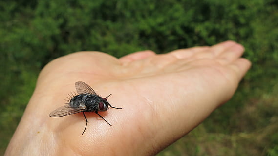 fliegen, Insekt, Hand, Fehler, Tier, Tierwelt, Wiese, Makro, behaart, wirbellos, Tiere in freier Wildbahn, ein Tier, menschliches Körperteil, menschliche Hand, eine Person, echte Menschen, Körperteil, Nahansicht, Fokus auf den Vordergrund, Tag, nicht erkennbare Person, Natur, menschliche Haut, draußen, Tierflügel, Finger, klein, 4K