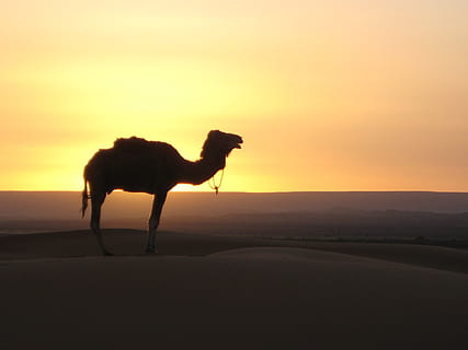 kamel i ørkenen, ørken, kamel, marokkanske, Klit, der er ørkenen, solnedgang, arabien, dromedary kamel, Sahara ørkenen, natur, rejse, dyr, sand, silhuet, konvoj, landskab, Forenede Arabiske Emirater, rajasthan, Afrika, pattedyr, husdyr, himmel, dyre temaer, et dyr, indenlandske, kæledyr, jord, hvirveldyr, sidebillede, scenics - natur, skønhed i naturen, ingen mennesker, dyreliv, planteædende, tørt klima, 1080P, CC0, offentligt domæne, royaltyfrie