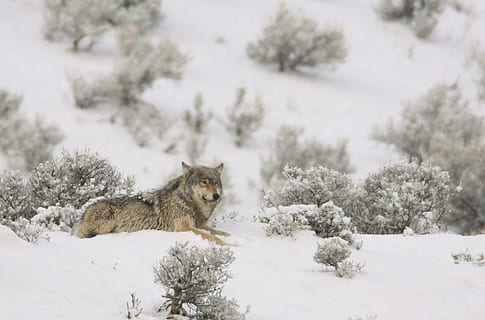 foto de paisatge, gris, llop, posada, neu, focus, foto, solitari, depredador, vida salvatge, naturalesa, salvatge, lupus, mirant, pell, reclinable, retrat, a l'aire lliure, pelut, fixa't, caçador, hivern, fred, Yellowstone, Parc Nacional, wyoming, EUA, animal, fred - temperatura, mamífer, temperatura de fred, un animal, fauna animal, dia, animals a la natura, arbre, cap gent, vertebrats, planta, mascotes, terra, nevar, 1080P, CC0, domini públic, lliure de regalies