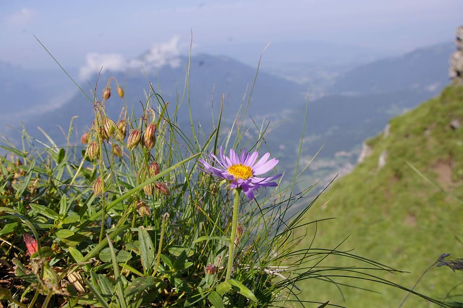 aster, Alps, flor, naturalesa, planta, creixement, cap gent, camp, planta amb flors, frescor, bellesa a la natura, fragilitat, vulnerabilitat, pètal, cap de flor, primer pla, dia, terra, inflorescència, color verd, muntanya, centrar-se en primer pla, porpra, safrà, 1080P