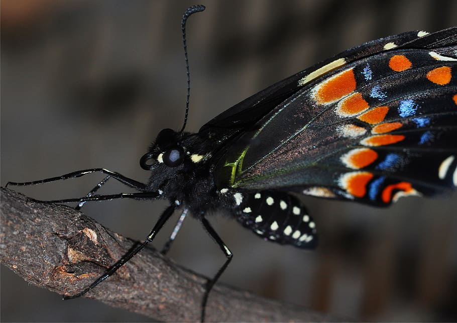 papallona, macro, insecte, naturalesa, cua de pollastre, error, ala, papallona - insecte, animal, ala dels animals, primer pla, vida salvatge, bellesa a la natura, multicolor, temes d'animals, invertebrat, fauna animal, un animal, animals a la natura, cap gent, centrar-se en primer pla, part del cos dels animals, color negre, marques d’animals, dia, a l'aire lliure, enfocament selectiu, antena animal, 2K